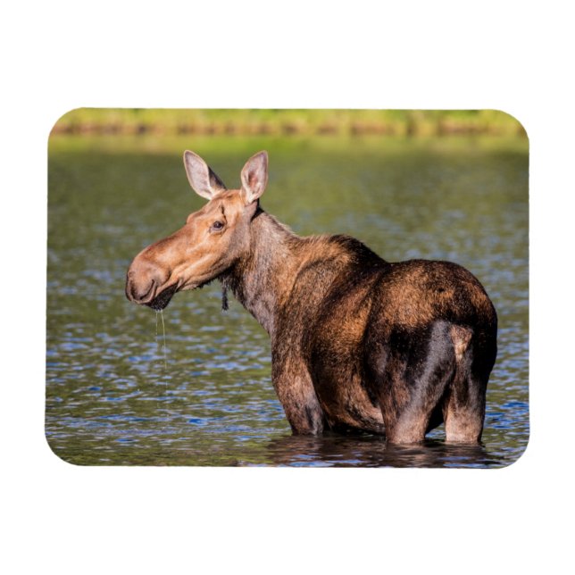 Magnet Flexible Alimentation de l'orignal dans le parc national de (Horizontal)