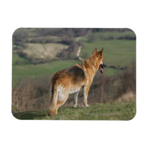 Magnet Flexible Allemand Shephard regardant en bas de la colline