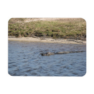 Magnet Flexible Alligator Américain Nageant dans une Marais Nature