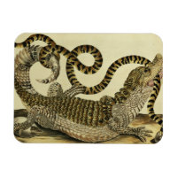 Alligator and Snake, 1730 (gravure en couleur)