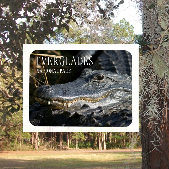 Magnet Flexible Alligator Smile, Parc National des Everglades, Flo (Créateur téléchargé)