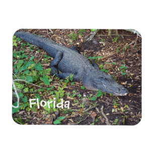 Magnet Flexible alligator terrestre