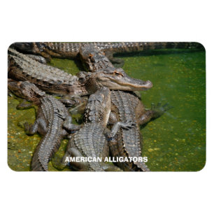 Magnet Flexible Alligators américains