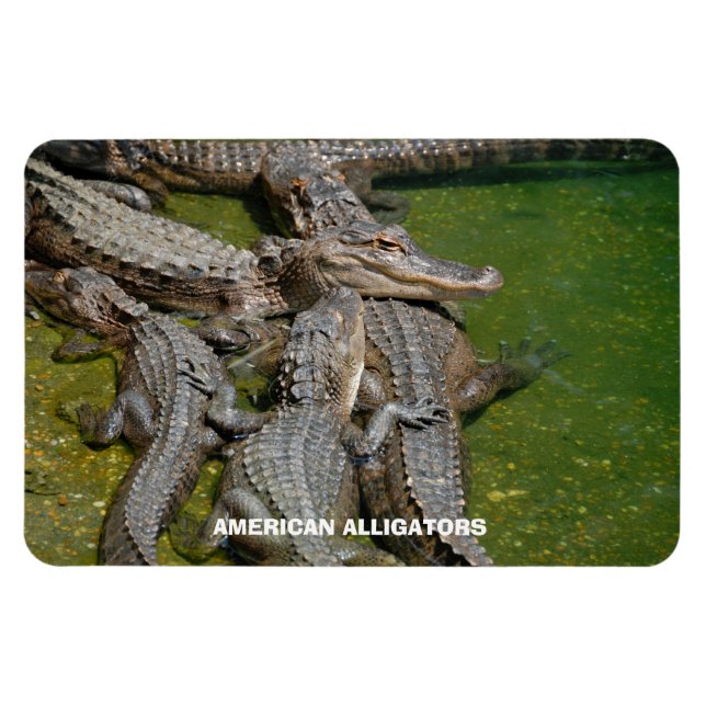 Magnet Flexible Alligators américains (Horizontal)