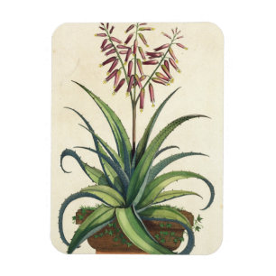 Magnet Flexible Aloès Vera vulgaris, de "Phytographia Curiosa", p