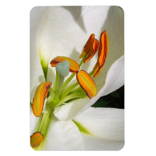 Magnet Flexible Amande Lily blanche