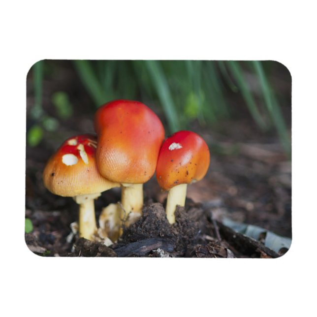 Magnet Flexible Amanita family mushrom (Horizontal)