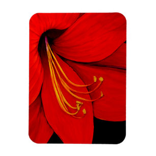 Magnet Flexible Amaryllis rouge