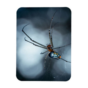 Magnet Flexible Amateurs d'araignée Beauty Spider Avec Des Webs
