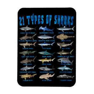 Magnet Flexible Amateurs De Requins 21 Types De Requins Animaux Oc