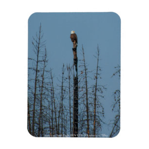 Magnet Flexible American Bald Eagle 8974