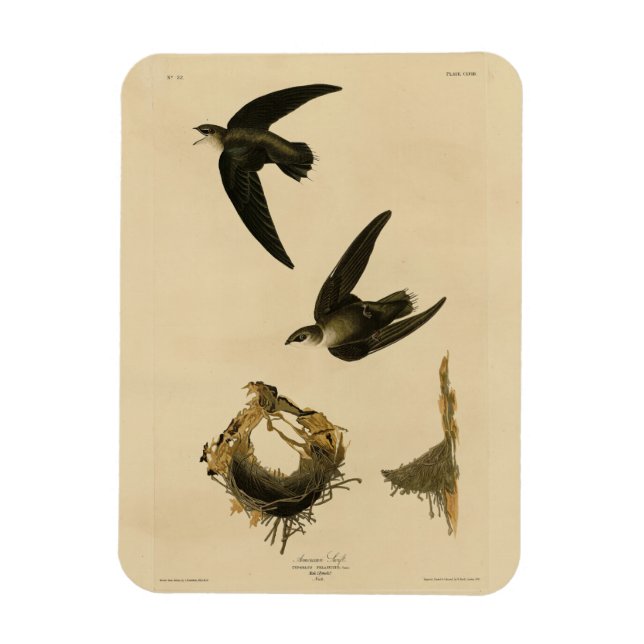 Magnet Flexible American (Chimney) Swift Audubon, Birds of America (Vertical)