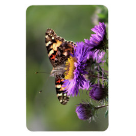 Magnet Flexible American Lady Butterfly Perennial Asters 4x6