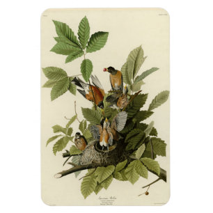 Magnet Flexible American Robin from Audubon's Birds of America