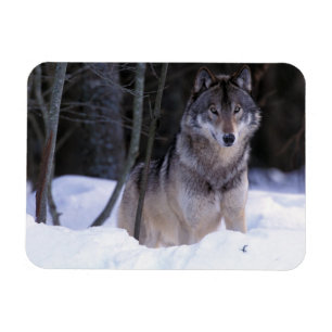 Magnet Flexible Amérique du Nord, Canada, Est du Canada, Loup gris