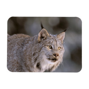 Magnet Flexible Amérique du Nord, États-Unis, Alaska, Haines. Lynx