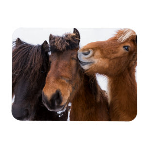 Magnet Flexible Amis du cheval islandais, Islande