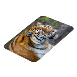Magnet Flexible Amur tiger