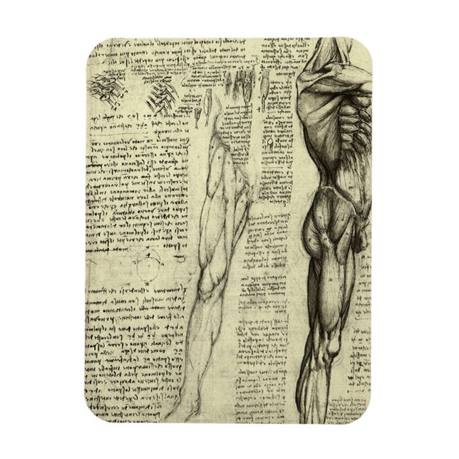 Magnet Flexible Anatomie humaine Muscles masculins par Leonardo da (Vertical)