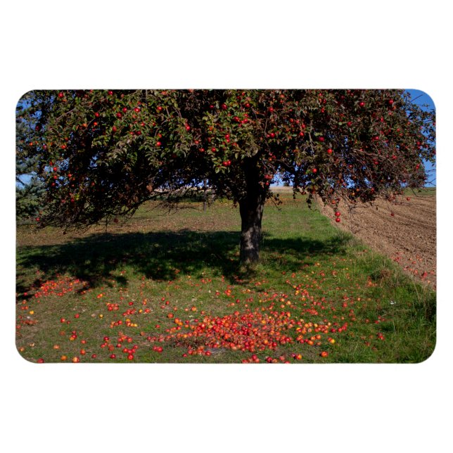 Magnet Flexible Ancien arbre à pomme (Horizontal)