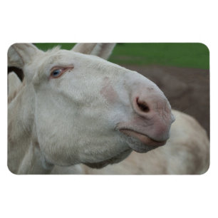 Magnet Flexible Âne baroque blanc