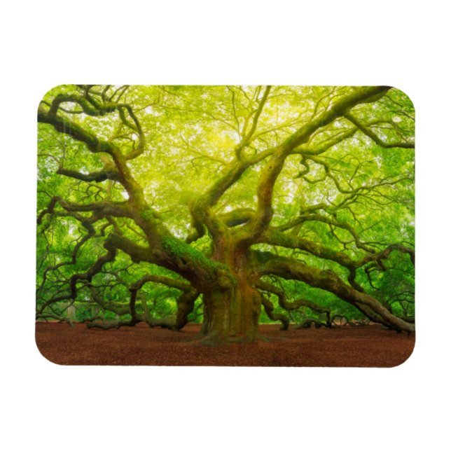 Magnet Flexible Angel Oak (Horizontal)