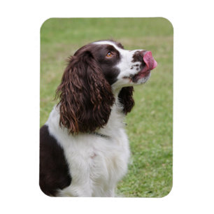 Magnet Flexible Anglais Springer Spaniel Licking Nose