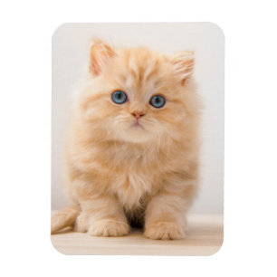 Magnet Flexible Animaux de bébés cutest A British Longhair Kitte