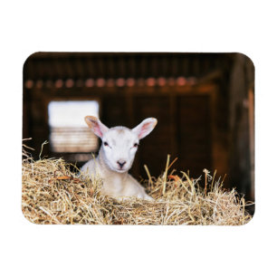Magnet Flexible Animaux de bébés cutest Agneau nouveau-né