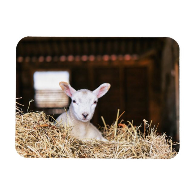 Magnet Flexible Animaux de bébés cutest | Agneau nouveau-né (Horizontal)