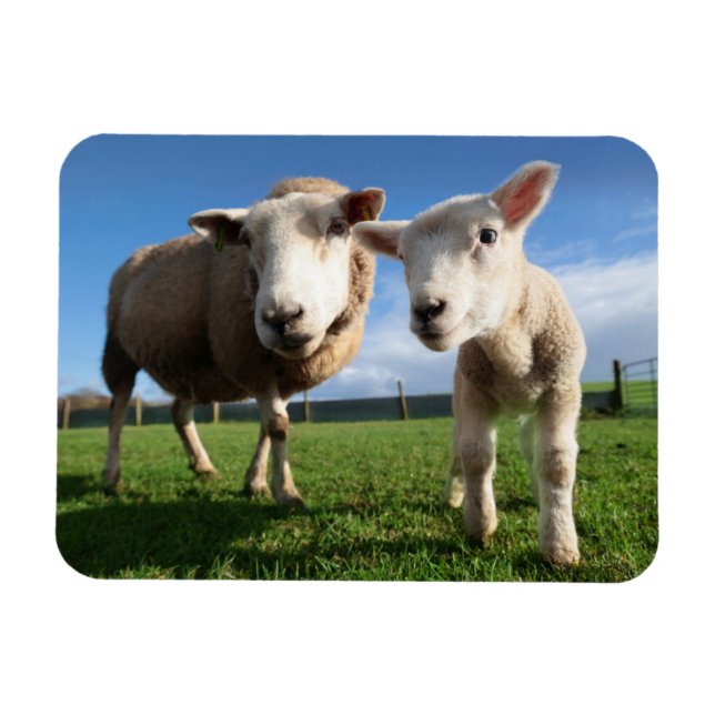 Magnet Flexible Animaux de bébés cutest | Agneau nouveau-né & mama (Horizontal)