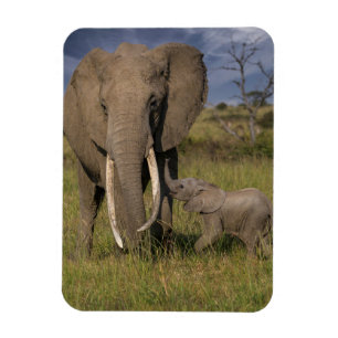 Magnet Flexible Animaux de bébés cutest   Amama Elephant Avec Bébé