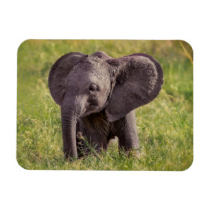 Magnet Flexible Animaux de bébés cutest   Baby Elephant Kenya Afri