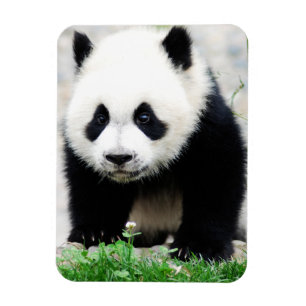 Magnet Flexible Animaux de bébés cutest Baby Panda Bear