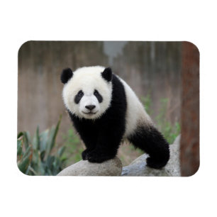 Magnet Flexible Animaux de bébés cutest Baby Panda géant