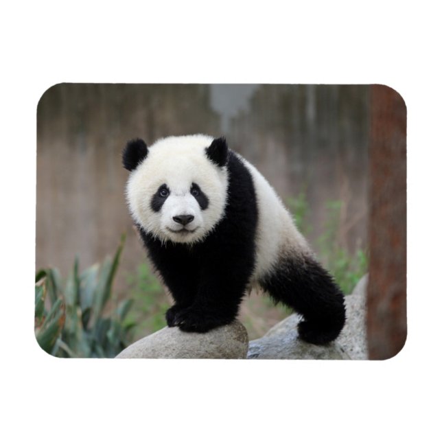 Magnet Flexible Animaux de bébés cutest | Baby Panda géant (Horizontal)