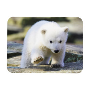 Magnet Flexible Animaux de bébés cutest Bébé Ours Polaire Cub