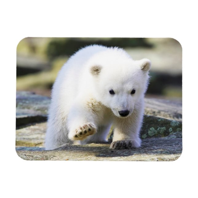 Magnet Flexible Animaux de bébés cutest | Bébé Ours Polaire Cub (Horizontal)