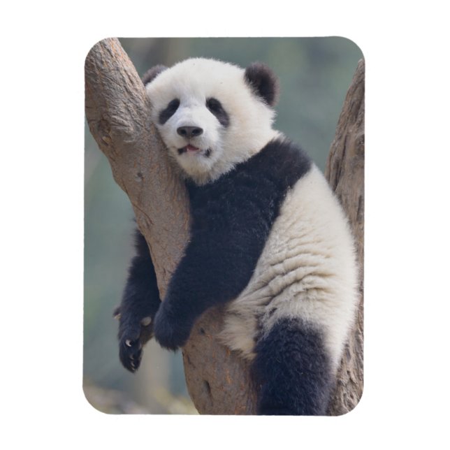 Magnet Flexible Animaux de bébés cutest | Bébé Panda Ours Dormir (Vertical)