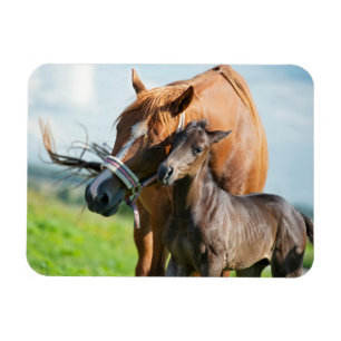 Magnet Flexible Animaux de bébés cutest   Black Foy avec maman
