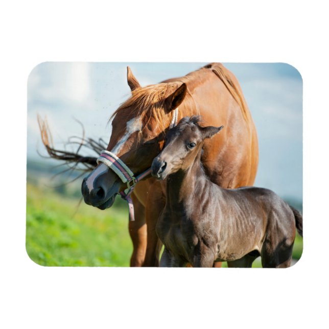 Magnet Flexible Animaux de bébés cutest | Black Foy avec maman (Horizontal)
