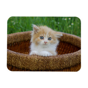 Magnet Flexible Animaux de bébés cutest   Blue Eyed Kitten