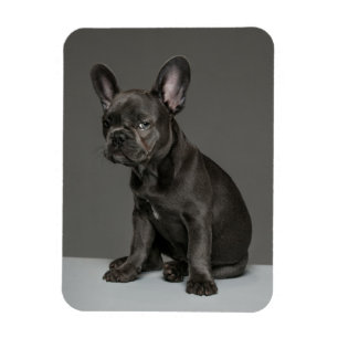 Magnet Flexible Animaux de bébés cutest Blue French Bulldog Pupp