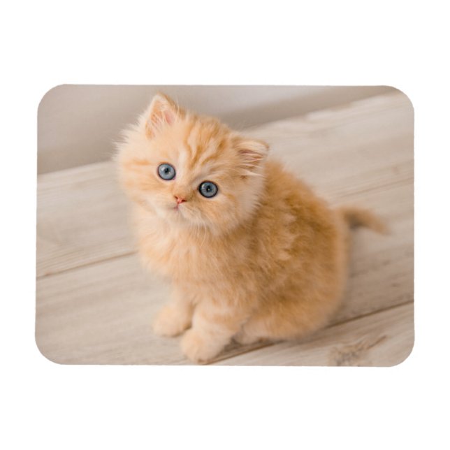 Magnet Flexible Animaux de bébés cutest | British Longhair Kitten (Horizontal)