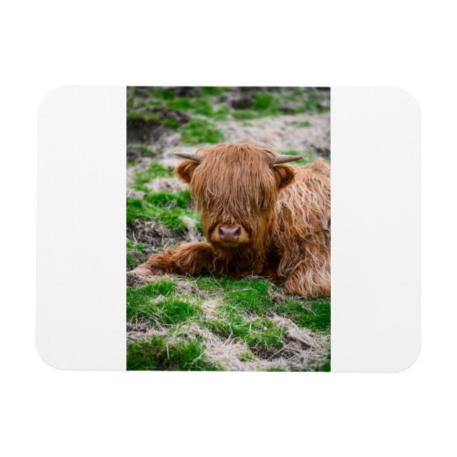 Magnet Flexible Animaux de bébés cutest | Calf de vache des Highla (Horizontal)