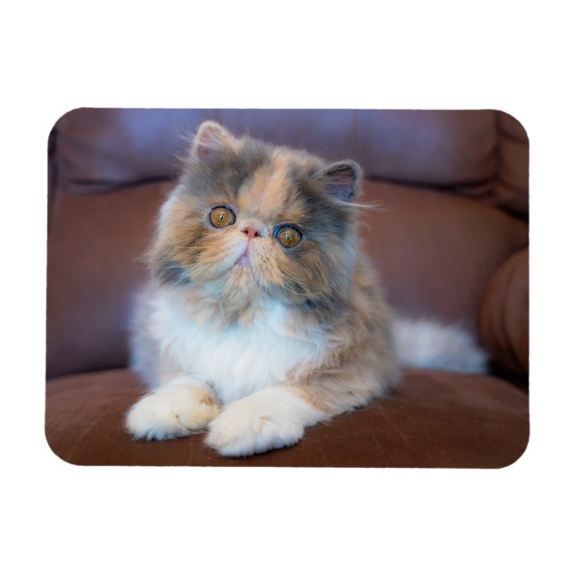 Magnet Flexible Animaux de bébés cutest | Calico Persian Kitten (Horizontal)