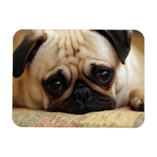 Magnet Flexible Animaux de bébés cutest Carlin bébé chiot