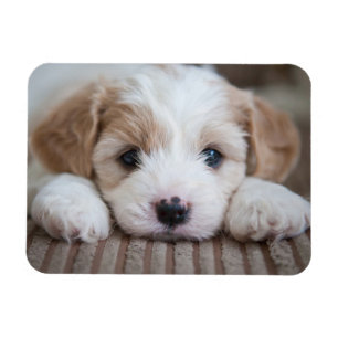 Magnet Flexible Animaux de bébés cutest Cavashon Puppy