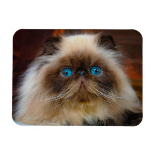 Magnet Flexible Animaux de bébés cutest   Chat himalayen