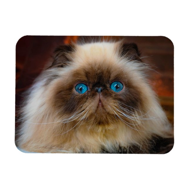 Magnet Flexible Animaux de bébés cutest | Chat himalayen (Horizontal)